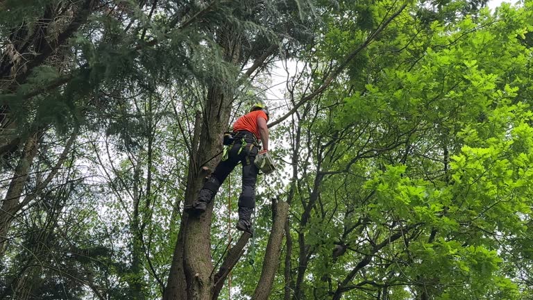 Best Tree Health Inspection  in Clover Creek, WA